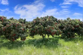 广西苍梧县沙头镇迟熟荔枝已开始成熟上市图片