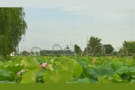 盐城响水：以“荷”为媒  激活夏日经济图片