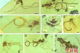 约1亿年前精美琥珀标本“揭秘”线虫寄生行为演化图片