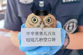 飞到派出所的猫头鹰打起了工图片