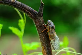 夜读丨知了图片