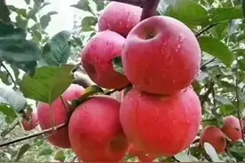 云南昭通丑苹果领先上市，快来品尝第一口“鲜”味图片