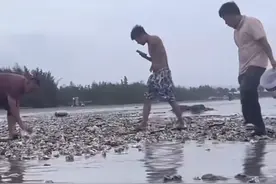 密密麻麻！广东一地海滩突现大量生蚝，网友：看饿了图片