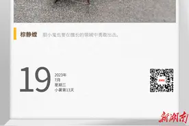 湖湘自然历 | 虫鸣夏日⑲螳螂中的“暗黑者”：该出手时再出手图片