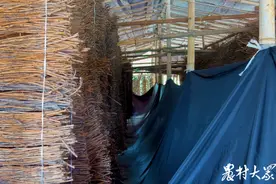 林下“播种”知了猴，管理技术要跟上图片