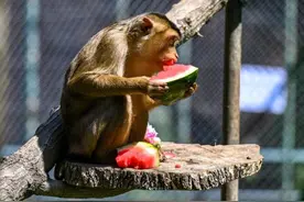 北马其顿：动物园投喂西瓜消暑图片