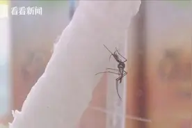 上海蚊虫密度将达全年高峰！这些防蚊“偏方”“法宝”都不靠谱图片