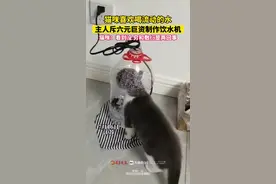 猫咪喜欢喝流动的水，主人斥六元巨资制作饮水机。猫咪：看到没 穷和敷衍是两回事图片