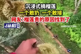 沉浸式摘榴莲，一个敢扔一个敢接，网友：榴莲贵的原因找到了图片