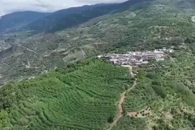 40多万亩青花椒迎来采摘期，椒农们收入更可观图片