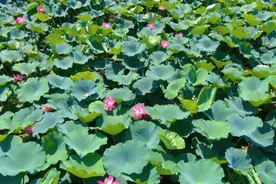 果然视频｜又是一年赏荷时！德州东风路荷花盛开，夏意满塘…图片