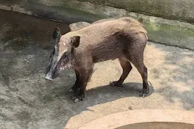 “三有”野生动物目录调整 救护站小野猪何去何从？图片