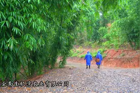 有一种叫云南的生活｜又到一年食笋时！昌宁甜龙竹笋抢“鲜”出“圈”图片