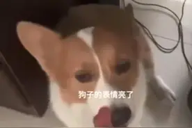 免费“代遛狗”火了！“忙碌狗”暑假档期排满，遛宠责任如何界定？｜第2眼图片