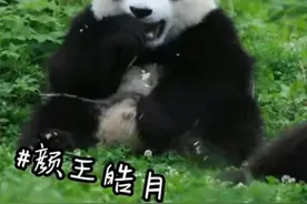 预计年底与大家见面！10只大熊猫来湖南了，看看都是谁图片