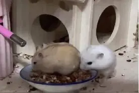 我的动物朋友｜烟台中小学生习作园地图片