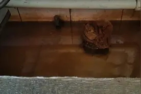 哈尔滨市大成街9-2号楼居民家下水道返水问题20多天难解决 物业：已协调居民启动大修基金进行管线更换图片