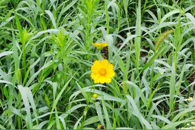 青未了/想起那些拔草的岁月图片