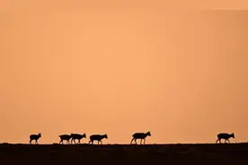 这里是可可西里图片