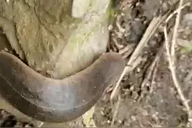 湖湘自然历丨虫鸣夏日㉑没有房子的“蜗牛”，还那么嚣张图片