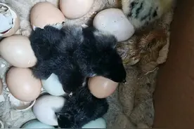 翟所祥：孵小鸡的乐趣图片