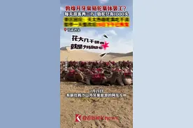 月牙泉骆驼"罢工"？景区:确实累了!整改后已恢复图片
