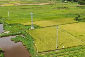 马上评｜电线杆建在农田里，不能怪村民“计较”图片