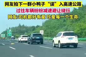 暖心一幕！一群小鸭子“误”入高速公路，过往车辆纷纷减速避让绕行，网友:珍爱每一个生命图片