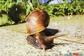 入夏后大蜗牛频现，市民切莫触摸与食用！图片