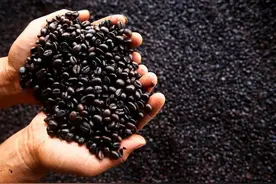 咖啡变局：云南咖啡，争夺定价权图片