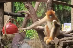 攀岩、体操、武术 大运会倒计时一周 动物们的运动DNA也开始动了图片