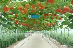 稳、增、扩！三方面举措扩大农业农村有效投资图片