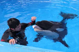 有老母亲保护的虎鲸“妈宝男”较少受伤图片