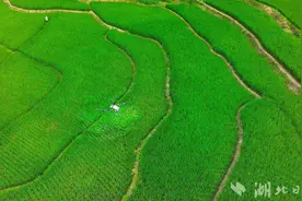 “虫口夺粮”保丰收图片