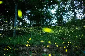 大暑·萤火照空时 夏季的最后一个节气到来｜万物有时·物候志图片