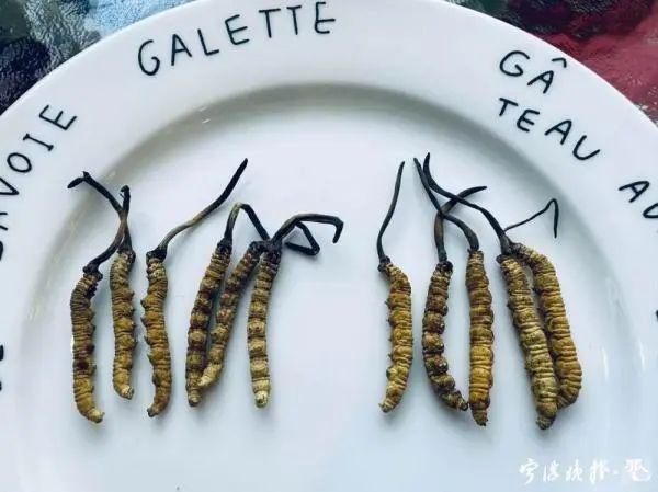 种植虫草的样子的图片大全 2026年种植虫草的样子的图片大全图解