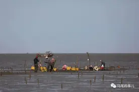 马尾琅岐海蛏开始采收 挑嘴的你准备好了吗？图片
