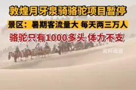 景区“罢工”的骆驼恢复上班了？业内人士：拉两年骆驼赚一套房图片