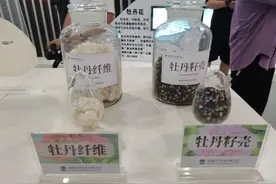 高质量发展调研山东行｜菏泽牡丹：“链”上生长，带动实现“花样”致富图片