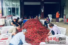 梓潼：5万亩辣椒成熟上市 预计产值超2亿元图片