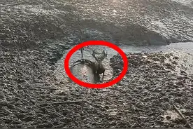 麋鹿被困滩涂，渔民竹竿上绑菜刀巧妙施救图片