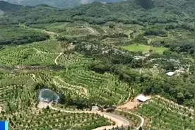 国产榴莲熟了！一斤价格是→图片