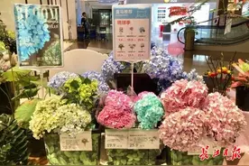 大海蓝、西瓜红、苹果绿……绣球上新了图片