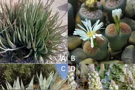 仙人掌为什么不会被渴死？图片