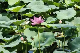 一幅沁人心脾的“荷花图”！德州天衢新区：荷花摇曳生姿 荷叶翠绿如玉图片