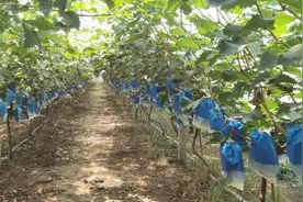 万亩葡萄陆续成熟！2023年鲁山县葡萄文化节举行图片