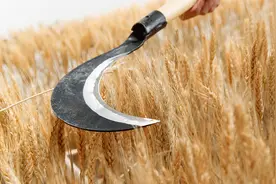 “割麦书记”火上热搜，不是巧合图片