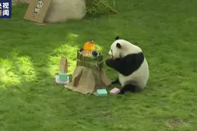 旅居卡塔尔大熊猫“四海”迎来4岁生日图片