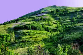 夜雨丨唐御伦：青翠欲滴的夏图片