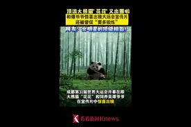 看“果赖”！大熊猫花花惊喜出镜大运会宣传片图片